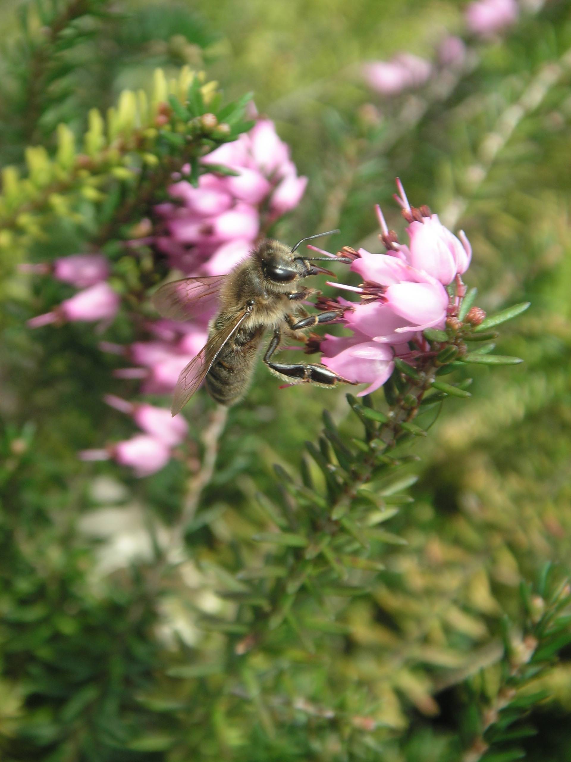 Apis mellifera carnica